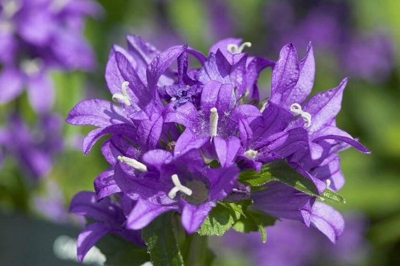 campanula