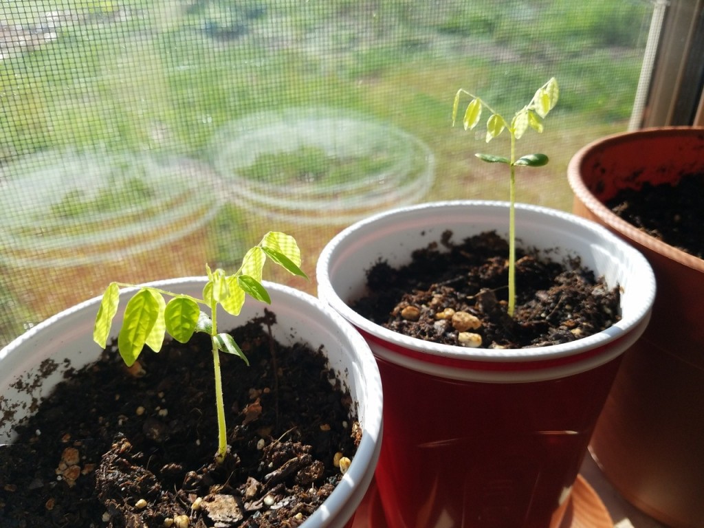 carambola como plantar