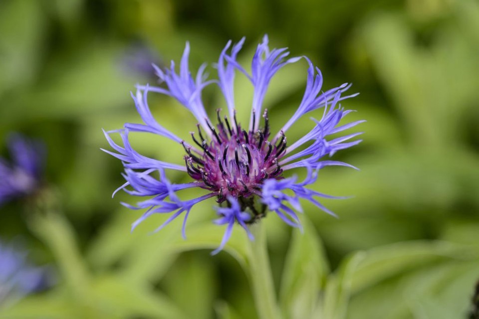 centaurea