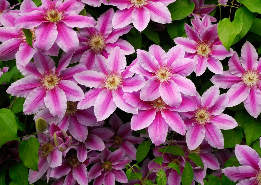 clematis como plantar