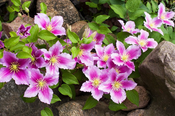 clematis