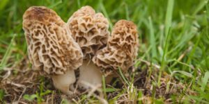 cogumelos morel