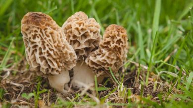 cogumelos morel