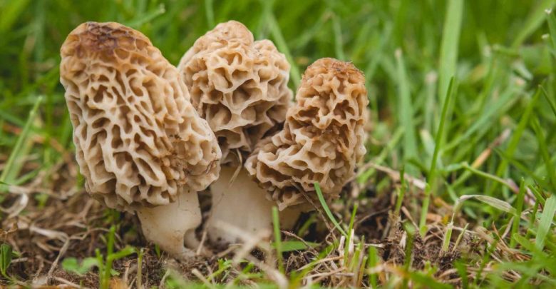 cogumelos morel