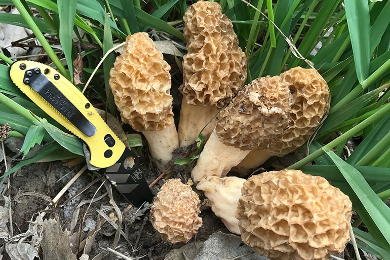 cogumelos morel colheita