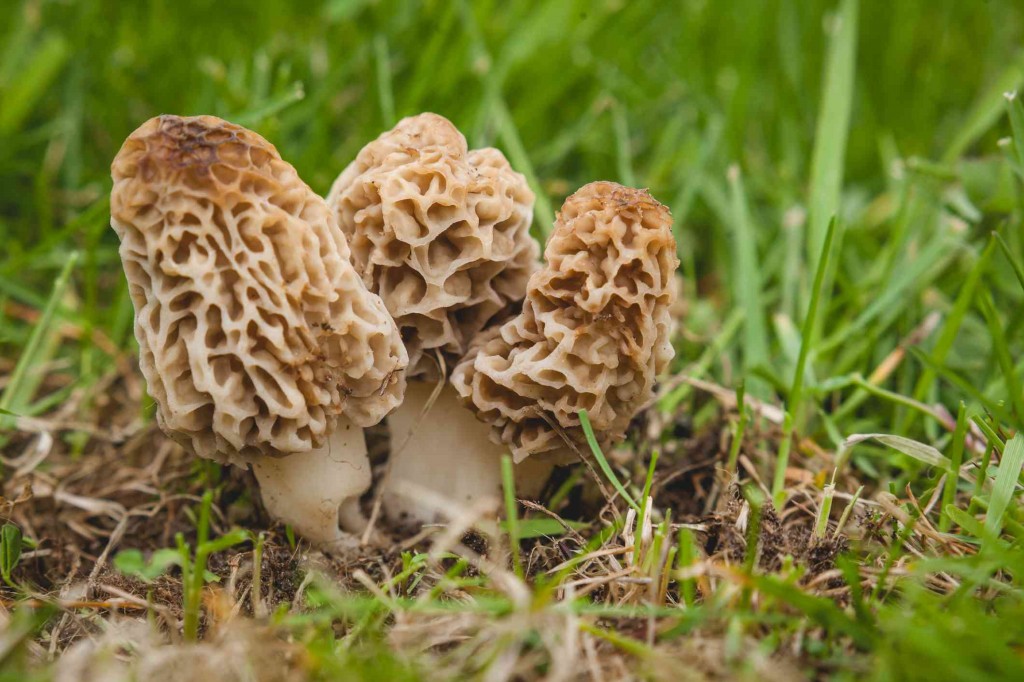 cogumelos morel