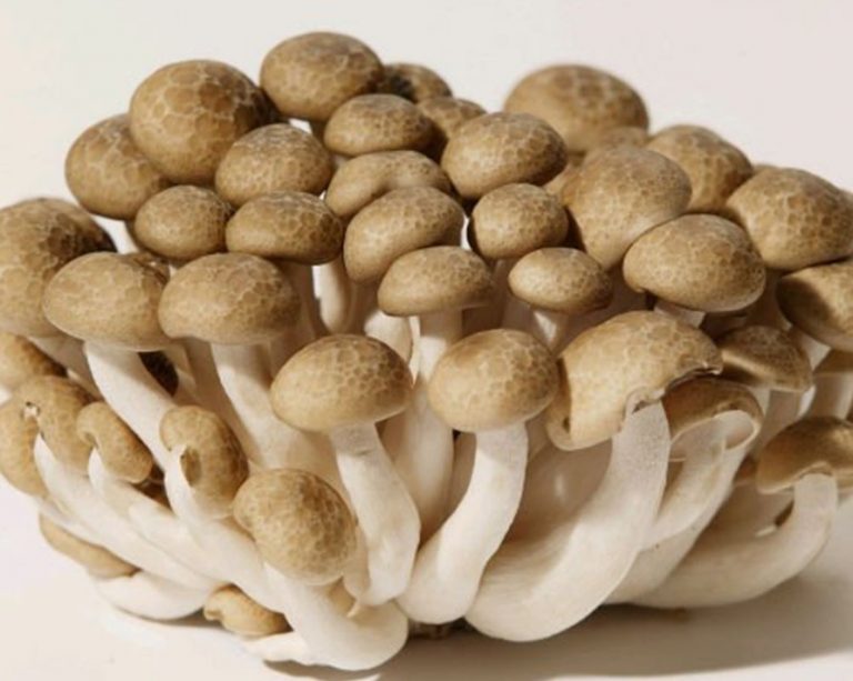 Como Plantar Cogumelos Shimeji Horta em Casa