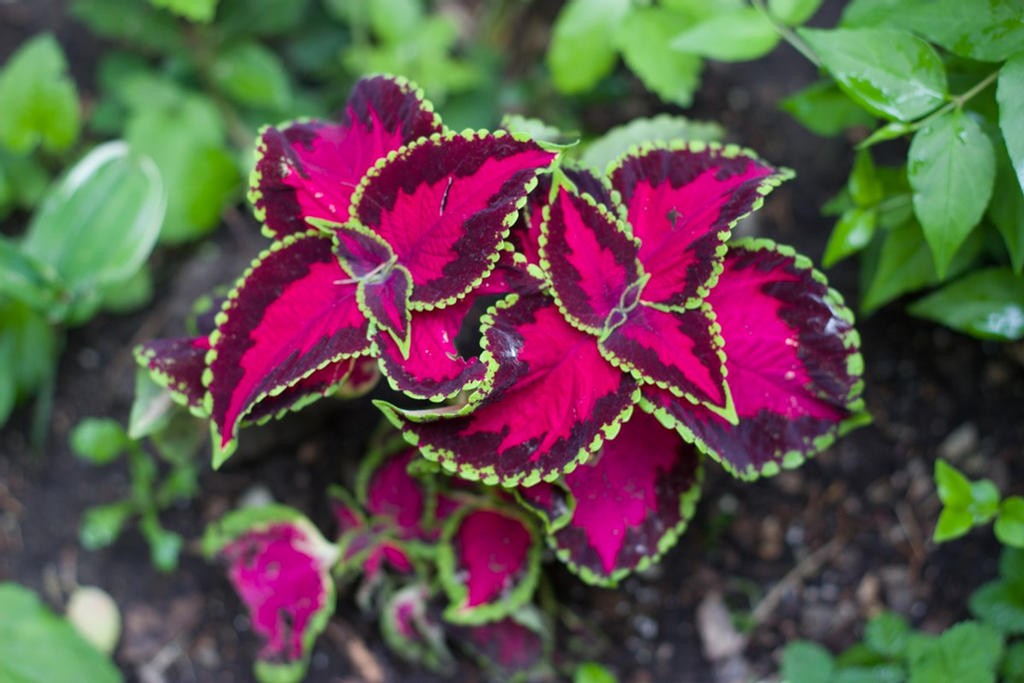 coleus como plantar