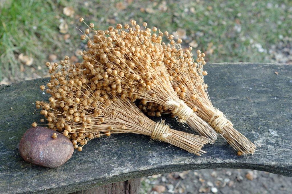 colheita da planta de linho