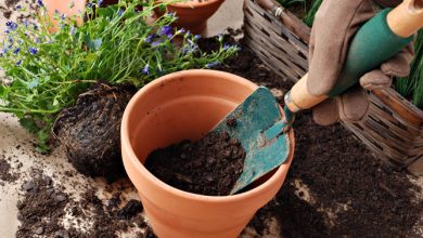 como adubar o solo de plantas e vegetais com nitrogenio