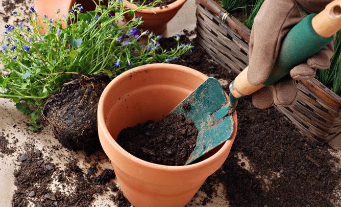 como adubar o solo de plantas e vegetais com nitrogenio