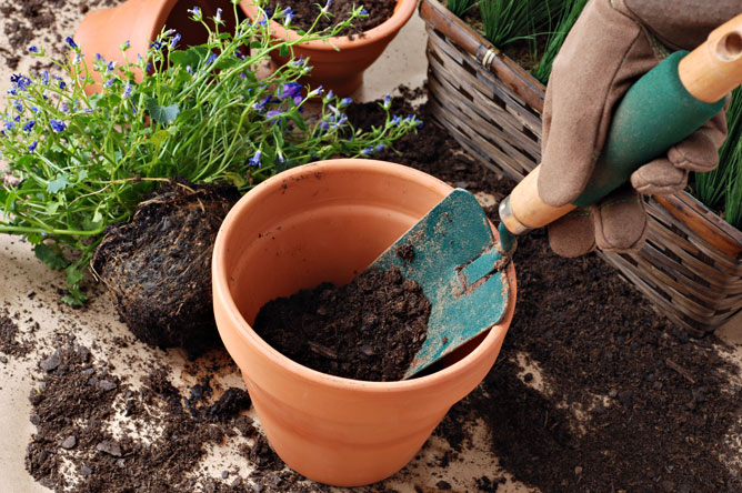 como adubar o solo de plantas e vegetais com nitrogenio