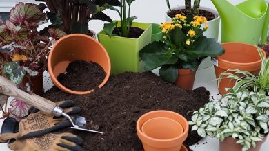como adubar o solo de plantas e vegetais com potassio