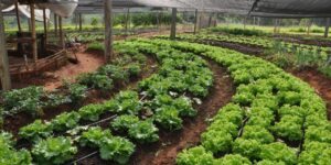 como cultivar hortaliça