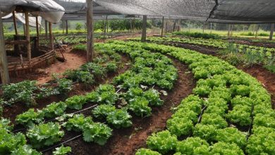 como cultivar hortaliça
