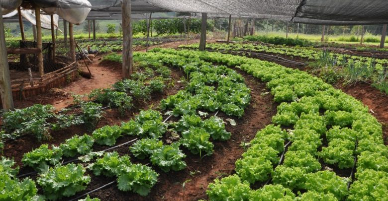 como cultivar hortaliça
