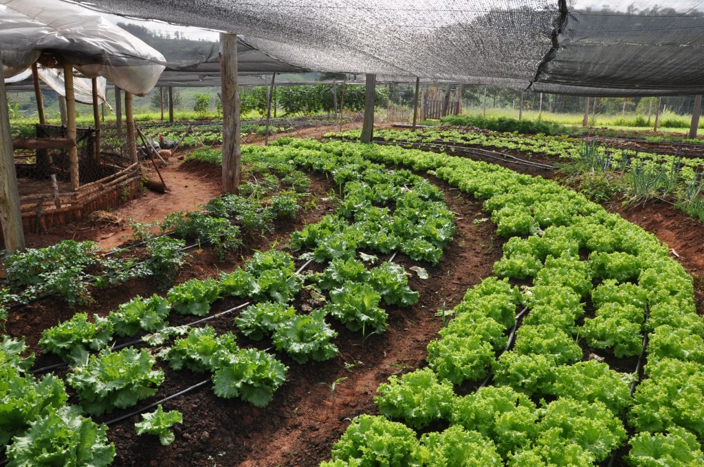 como cultivar hortaliça