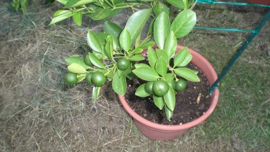 como cultivar laranja