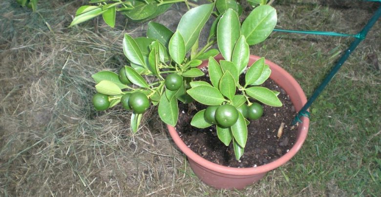 como cultivar laranja