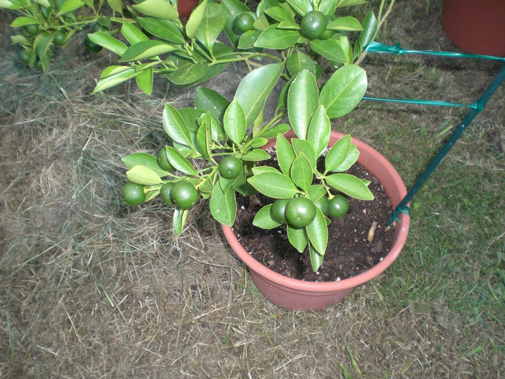 como cultivar laranja