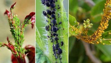 como eliminar pragas das plantas