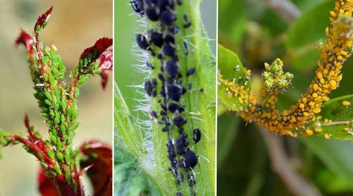 como eliminar pragas das plantas