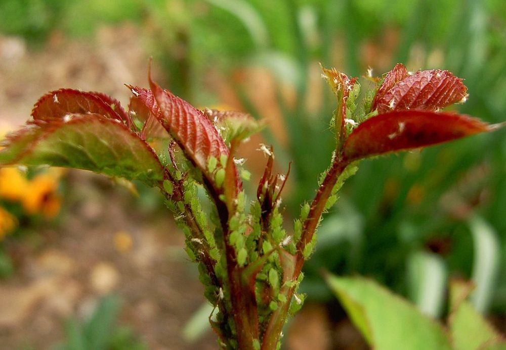 como eliminar pulgoes da horta