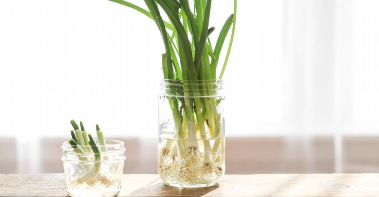 como enraizar plantas na agua
