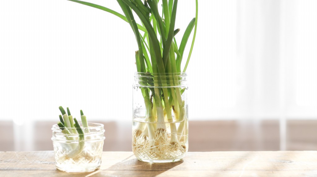 como enraizar plantas na agua