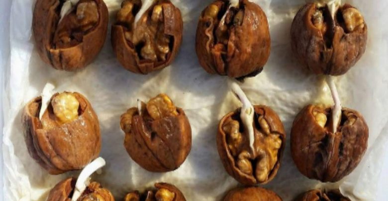 como germinar nozes e castanhas