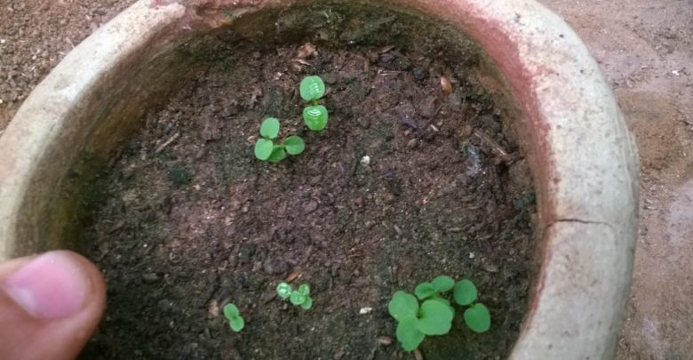 como germinar semente de kiwi em casa