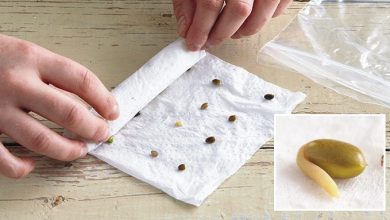 como germinar sementes antes de plantar