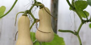 como plantar a abobora butternut