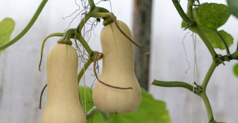 como plantar a abobora butternut