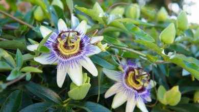 como plantar a flor da paixao