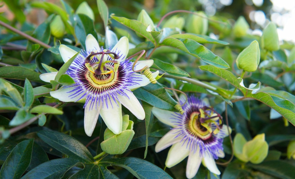 como plantar a flor da paixao