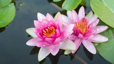 como plantar a flor de lotus