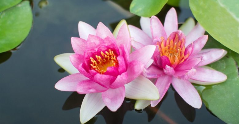 como plantar a flor de lotus