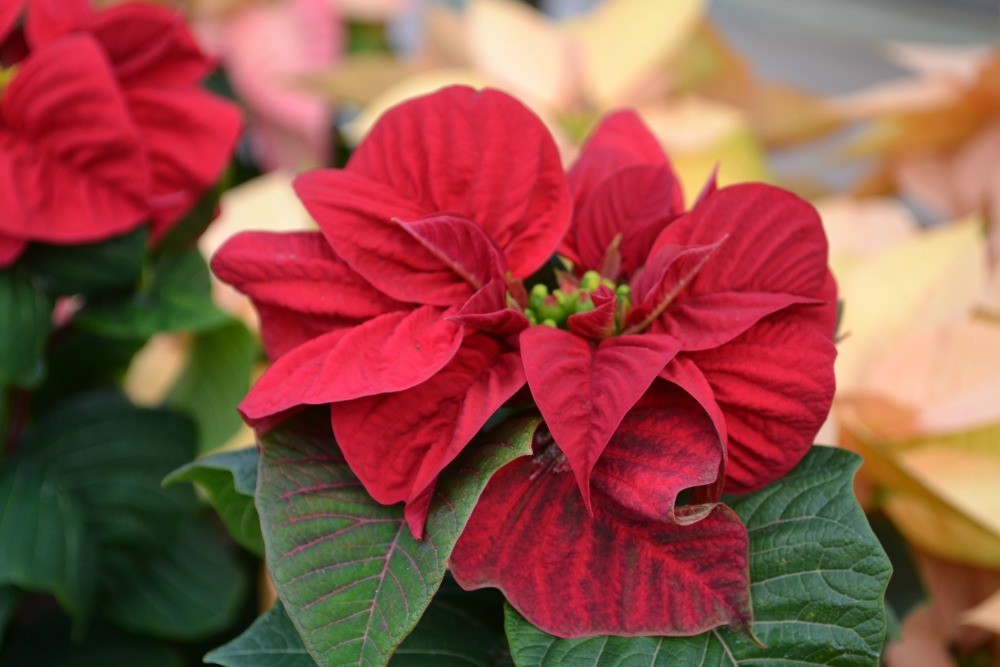 como plantar a flor de natal em casa