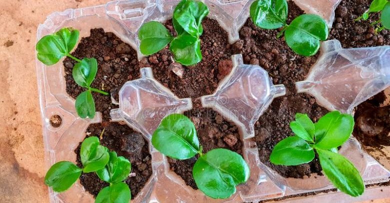 como plantar a tangerina