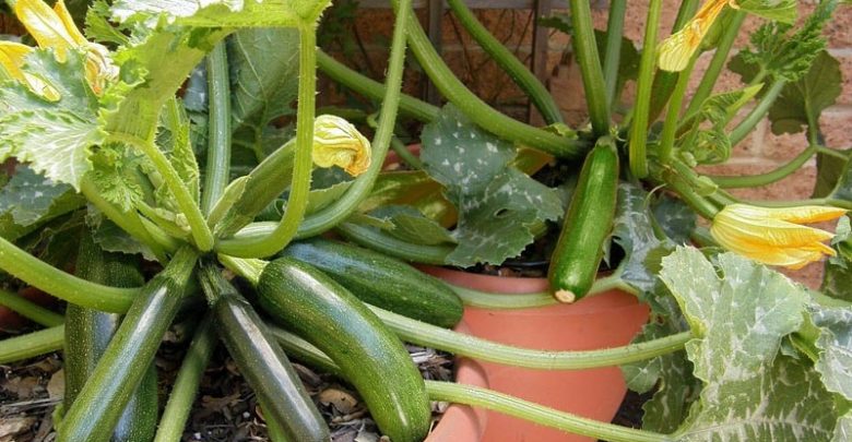 como plantar abobrinha em casa