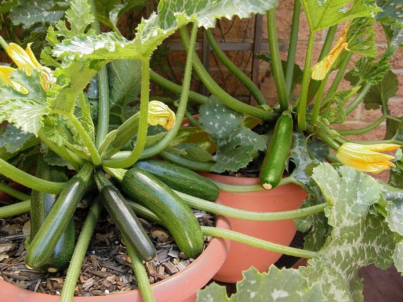 como plantar abobrinha em casa