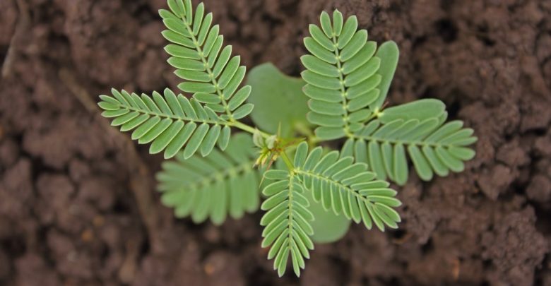 como plantar acacia