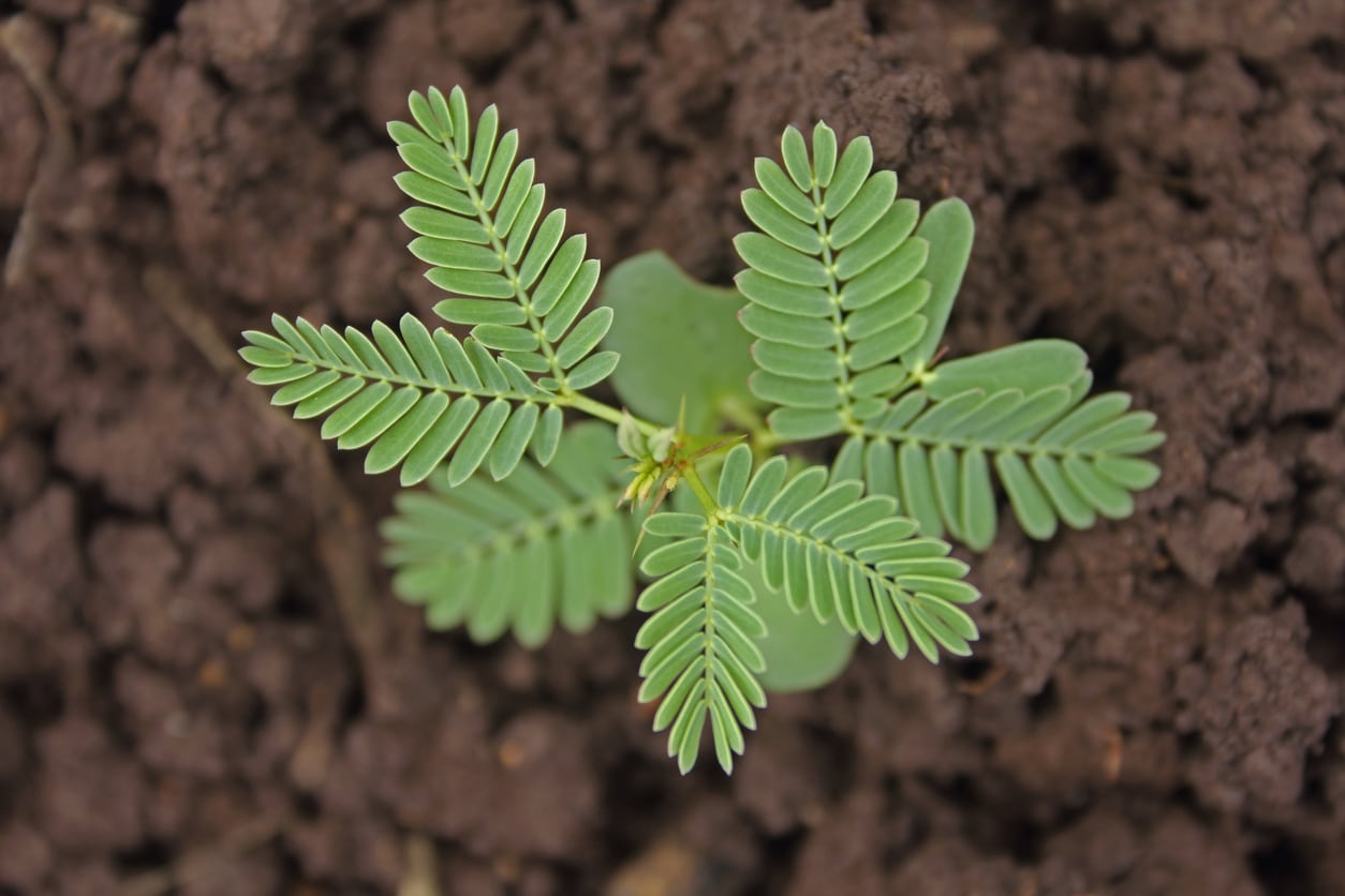 como plantar acacia