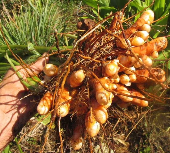 como plantar açafrao em casa