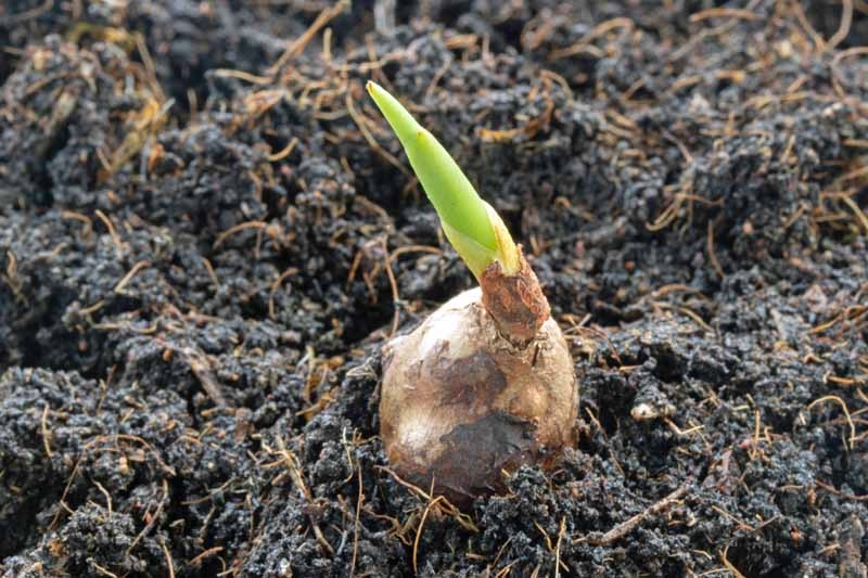 como plantar açafrao