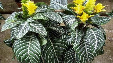 como plantar afelandra 