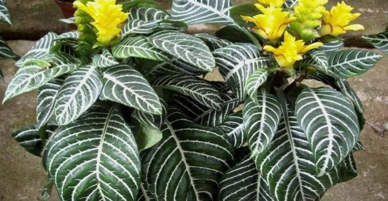 como plantar afelandra