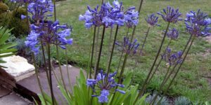 Como plantar agapanthus