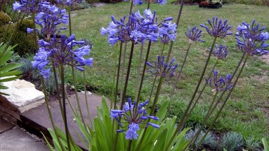 Como plantar agapanthus